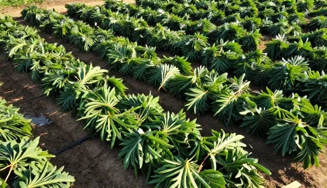 水果种植技术选型中的关键考量因素